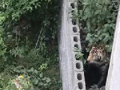 國慶節馬戲團幼虎出逃，警察持鋼叉合圍